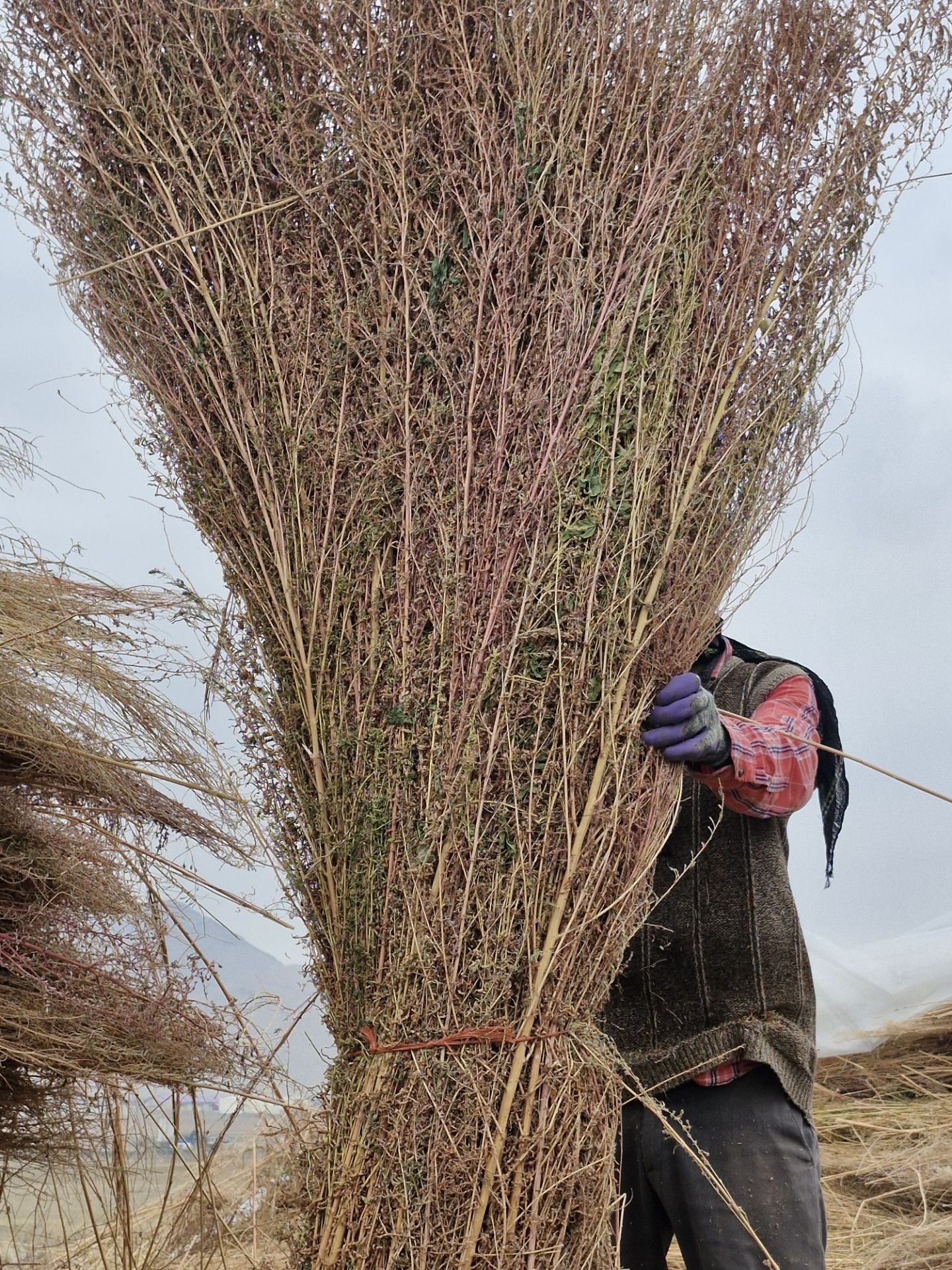 جارو شهرداری